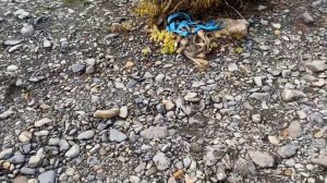 Рыбалка на реке Анюй. Хабаровский край. Сентябрь 2024 го?