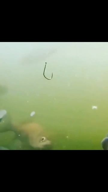 зимняя рыбалка съемка под водой @astraryba Рыбаловный теле смотреть онлайн