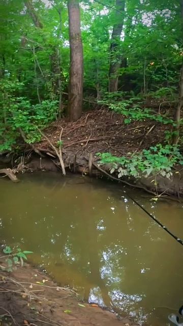 А рыба здесь есть. Мормышинг #fishing #рыбалка #мормышинг смотреть онлайн