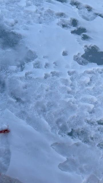 Морской налим 👍 #рыбалка #охотскоеморе