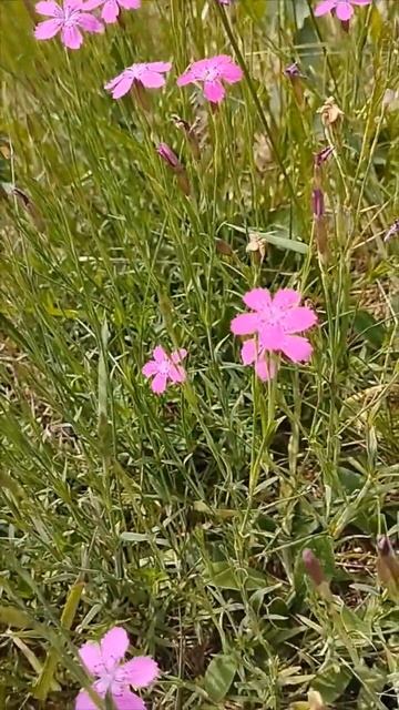 Полевые цветы 🌸🌿 #цветы #Светлана🌸 #природа смотреть онлайн