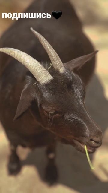 как коза ест трава смотреть онлайн