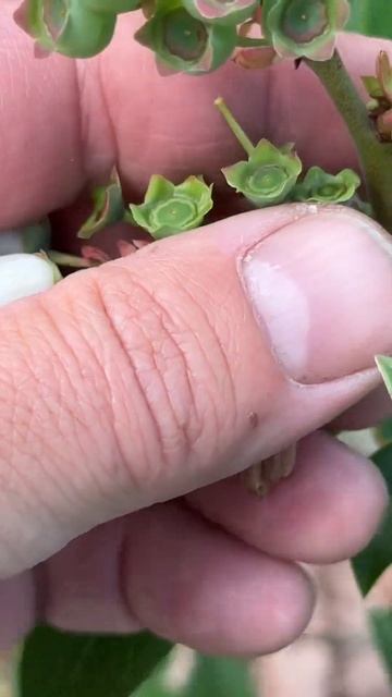 Творчество с цветами