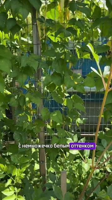 Расцвели георгины!🌸в нашем дворе смотреть онлайн