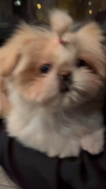 #puppy #shihtzu #шитцу #щенок