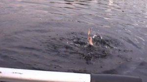 Ловля окуня на зимнюю блесну летом