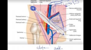 Анатомия Пищеварительной Системы: Брыжейка, Брюшные О