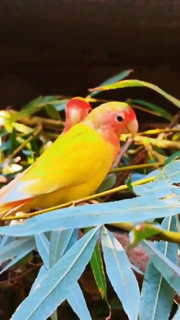 ✅ Рубрика #Советы_специалиста 🦜 Попугаи-неразлучник смотреть онлайн