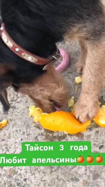 Ягдтерьер Тайсон ♥️Ест апельсин🍊🍊🍊 смотреть онлайн