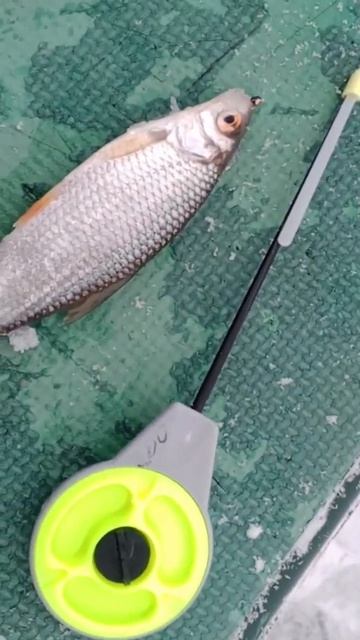 А у вас зимой она часто клюет? #рыбалка #рыба #fishing #зима смотреть онлайн