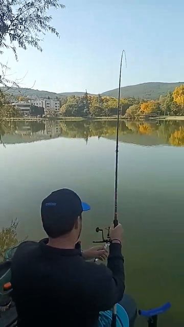 Фидер риболов на Загорка 🐟 14.30кг 28.10.2024г.#fishing#fish#kaida#live# смотреть онлайн
