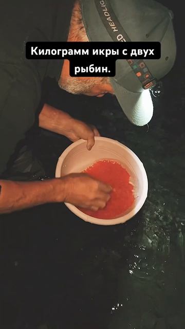 Ведро икры. #камчатка смотреть онлайн
