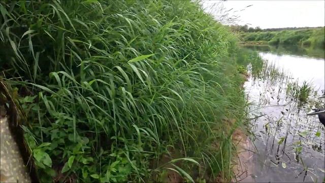 ОТДЫХ И РЫБАЛКА НА РЕКЕ В ПСКОВСКОЙ ОБЛАСТИ смотреть онлайн