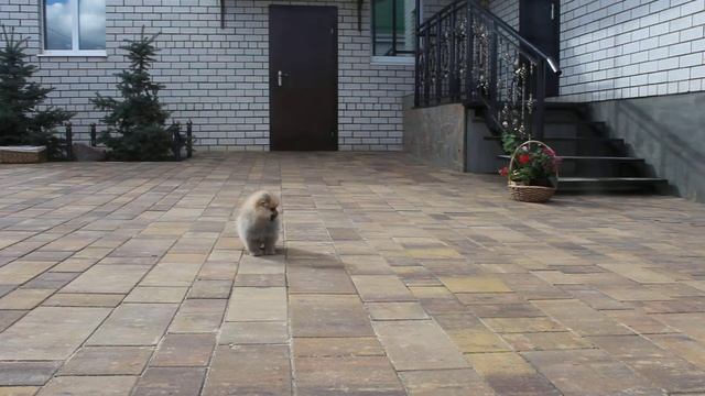 Ирэна смотреть онлайн