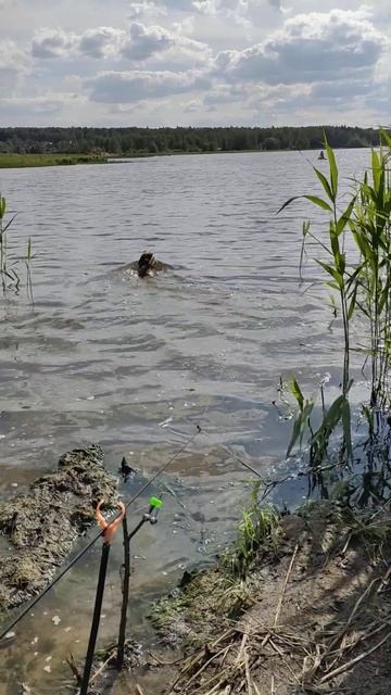 Рыбалка ловля рыбы на собаку #рыбалка #fishing #fish #dog смотреть онлайн