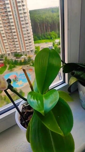 Первое домашнее цветение орхидеи Лимпопо😍❤️💘 смотреть онлайн