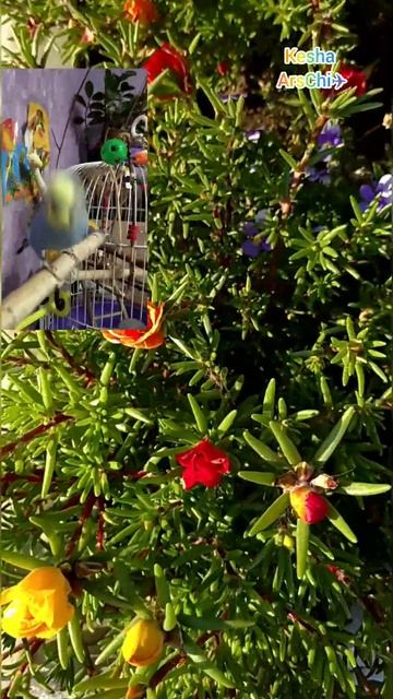 Мечтам - сбываться, счастью - быть🌹Загадай желание в Т смотреть онлайн