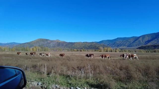 Наше путешествие по Алтаю. День 2. Гора Белуха! смотреть онлайн