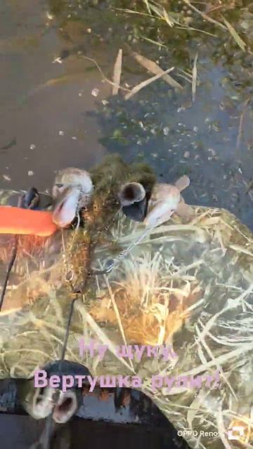 #нащуку#садовое#вертушка#рыбалка#инзер#подписка #коле? смотреть онлайн