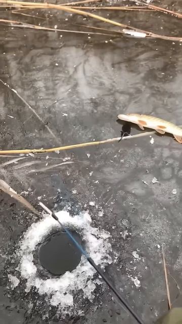 Мышиный переполох: Щука vs Грызун на льду! 🐟🐭#рыбалка смотреть онлайн