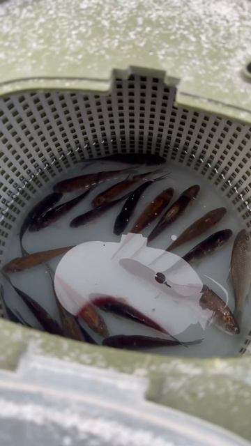 Особенности зимней рыбалки в Беларуси смотреть онлайн