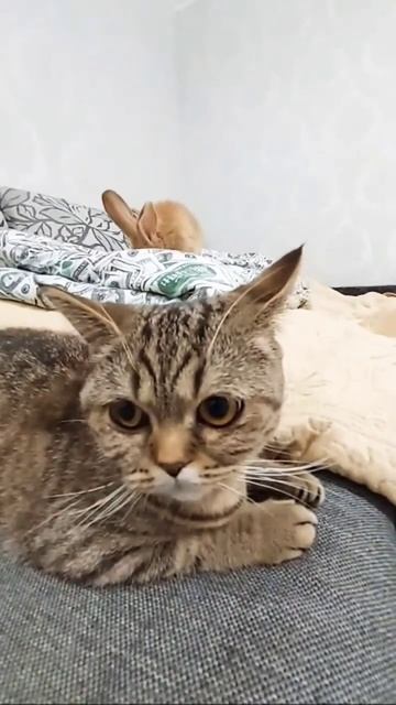 ТЫ ЗАЙЦА ВИДИШЬ,НЕТ, А ОН ЕСТЬ! смотреть онлайн