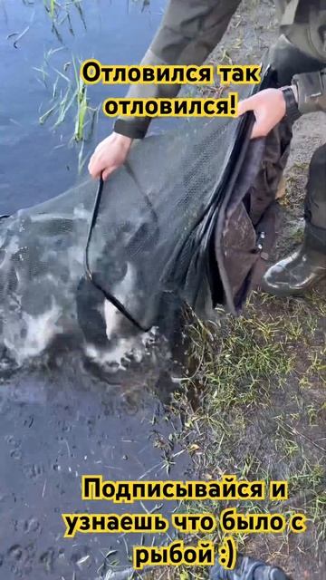 Рыбалка на фидер. Лещовый жор! Как отловился Андрюха? смотреть онлайн