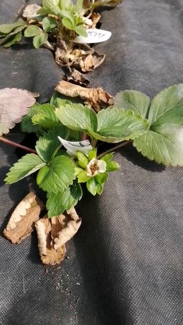 клубника НСД цветёт. смотреть онлайн