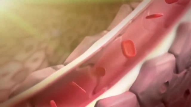 Интересные факты\Внутренние органы человека смотреть онлайн