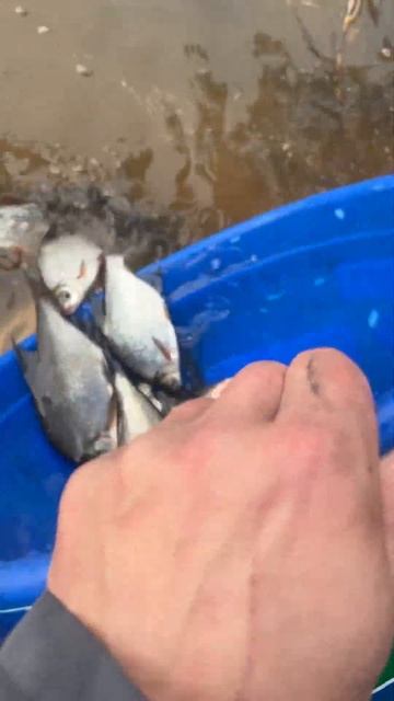 Итоги очередной рыбалки! Что наловил? смотреть онлайн