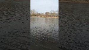 Рыбалка на Кубани весной март 2025 год