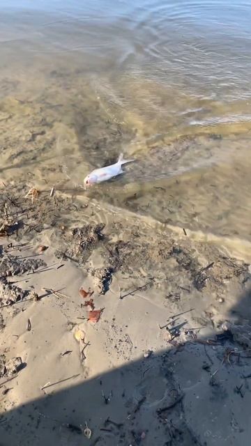 Рыбалка на Дону смотреть онлайн