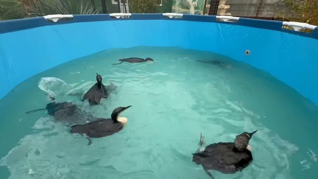 Олег Зубков выпускает спасенных птиц в бассейн, а мы в? смотреть онлайн