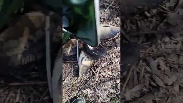 Рыбалка на Карпа!!! Рокн-Ролл!! #рыбалканафидер #fishing #ры? смотреть онлайн