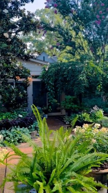 Little quick fire#hydrangea #paniculata #garden #гортензія #flowers #садгортенз? смотреть онлайн