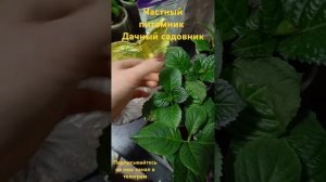 Как понять что гортензия перелила и что с этим делать.