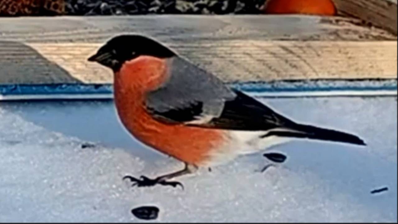 Дикие птицы на моей кормушке (20.02.2025 года) смотреть онлайн