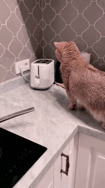 Тостер напал на Кота.#shorts смотреть онлайн
