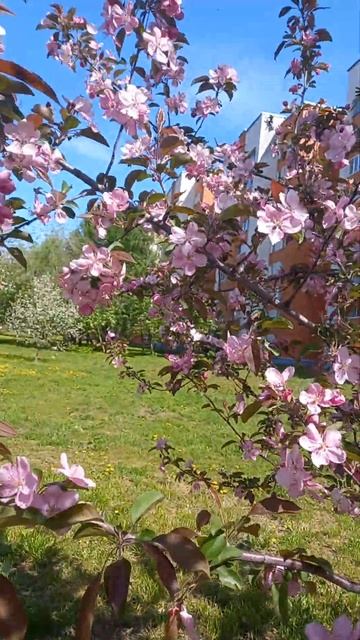 как цветет красиво. смотреть онлайн