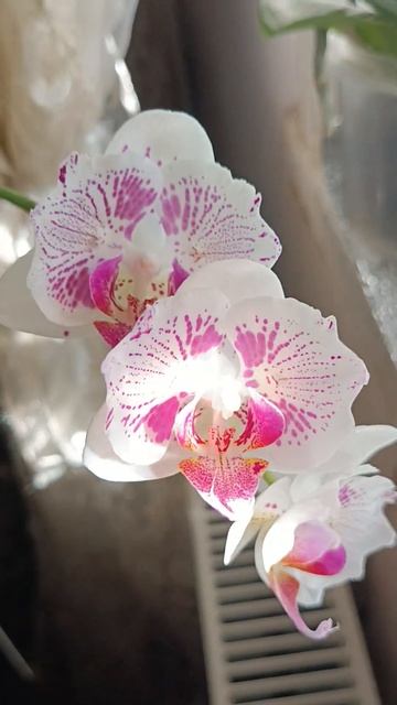 Phal. OX Madonna (peloric) в літньому цвітінні смотреть онлайн