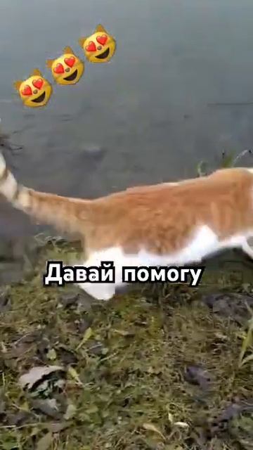 Как то на платнике🐈 #котики #милоевидео #рыбалка #прик смотреть онлайн