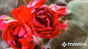 ПЕЛАРГОНИЯ ЭЛИНА БЫСТРИЦКАЯ // КОЛЛЕКЦИЯ ЛИПАТОВОЙ АН?