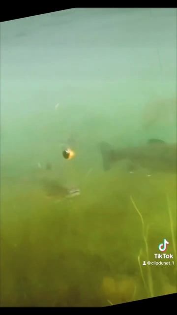 #рыбалка #fishing #природа #nature #охота #рыба #щука #fish #река #? смотреть онлайн