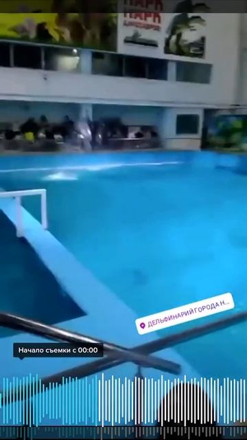 Дельфинарий города Набережные Челны смотреть онлайн