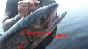 Охотское море