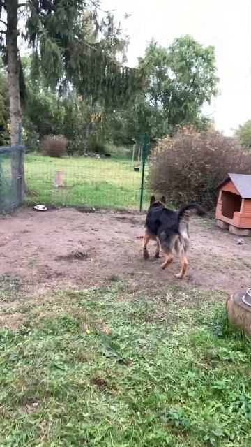 Учимся быть вратарём ⚽️😀❤️ немецкая_овчарка #dog #со? смотреть онлайн