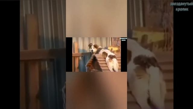 приколы с животными !!!ржака!!! часть 2 январь 2021 смотреть онлайн