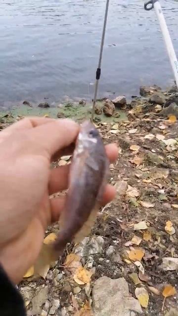 рыбалка в рязани. донка смотреть онлайн