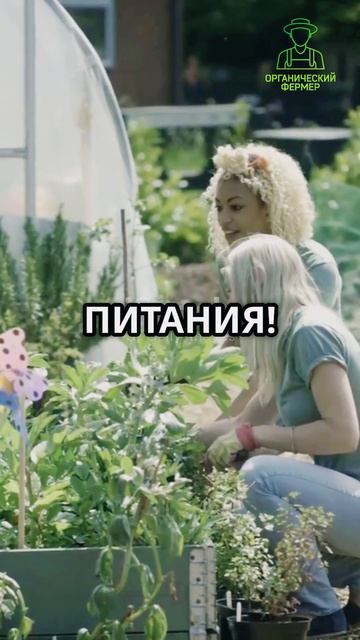 ПОЧЕМУ ВАША РАССАДА УМИРАЕТ 3 ошибки, которые вы делае? смотреть онлайн