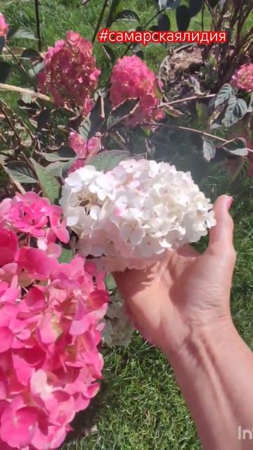 Разное цветение у одного сорта гортензий/ Самарская Л?